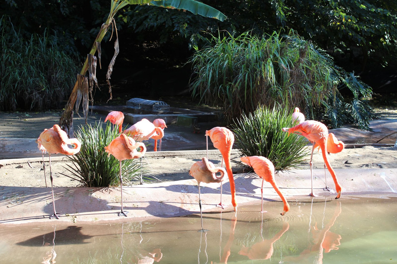 San Diego Zoo Part II 081